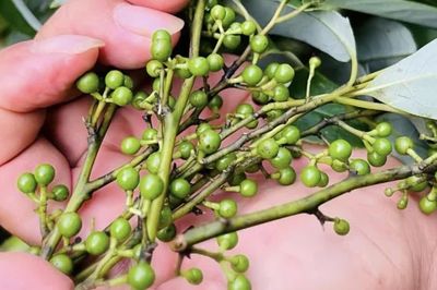 Người tiêu dùng săn đón loại sả rừng đắt đỏ về làm gia vị