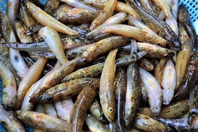 Giá cá bống trứng miền Tây chạm mốc kỷ lục những ngày cuối vụ