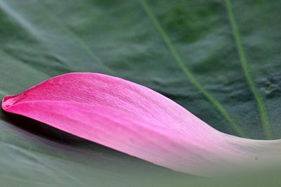 Cưu mang mẹ đơn thân suốt 5 năm, ân nhân đưa ra lời đề nghị khó xử