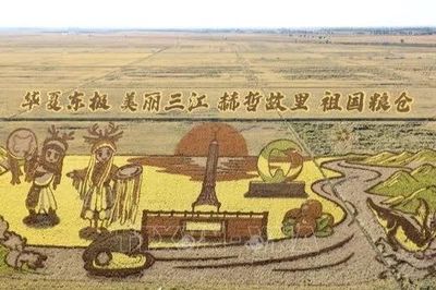 Chiêm ngưỡng 'bức tranh phong cảnh vàng óng' tại Hắc Long Giang