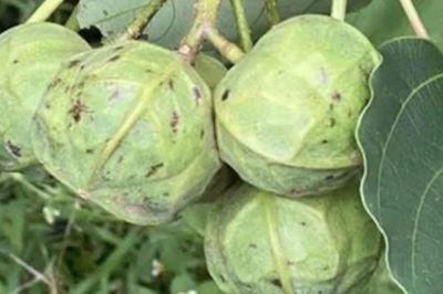 Ăn quả lạ mắt, 14 học sinh nhập viện