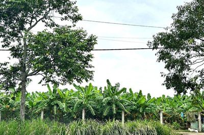 Xã Trần Đề (TP Cần Thơ): Cần sớm giải quyết tranh chấp đất đai, đảm bảo quyền lợi của người dân