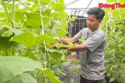 Đoàn viên trẻ khởi nghiệp với dưa lưới trong nhà màng
