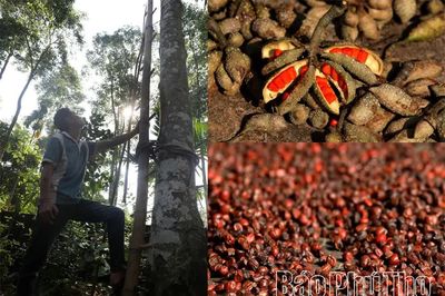 Mùa dổi chín ở Mường Be