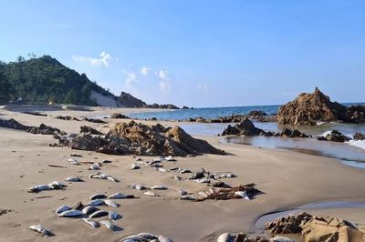 Tìm hiểu nguyên nhân cá chết hàng loạt ở bờ biển Quảng Trị