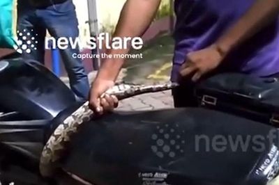 Đang lái xe máy lúc nửa đêm, người đàn ông tá hỏa khi rắn độc dài 2m thò đầu từ động cơ