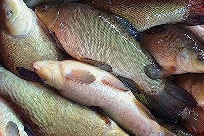 Loại cá mang tên một gia vị rất thơm, nhà nào cũng biết: Xưa ít người biết nay thành đặc sản 180.000 đồng/kg, thịt trắng dai ngọt
