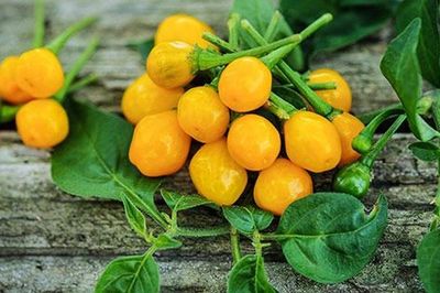 Thứ quả tí hon từng được ví đắt ngang gia vị xa xỉ, nay người Việt trồng trong chậu làm cảnh, 700.000 đồng/kg vẫn có người mua