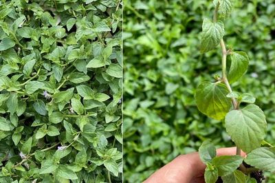 Loại rau xưa mọc đầy bờ rào chẳng ai mất tiền mua, nay thành đặc sản lạ miệng 100.000 đồng/kg, dân sành ăn săn lùng