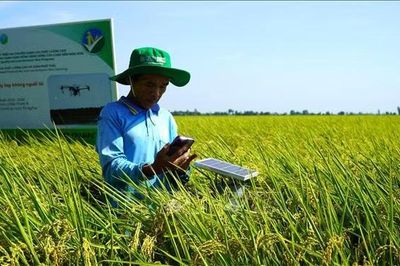 Cần Thơ triển khai dự án GoRice, thúc đẩy sản xuất lúa thông minh với khí hậu
