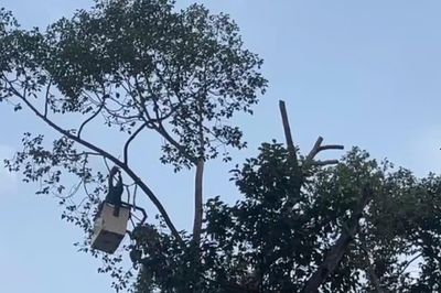 Cây ngã đổ: ‘Nỗi bất an đô thị’