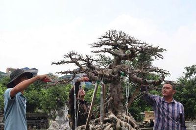 Mở hướng sinh kế khi đất sản xuất bị thu hẹp