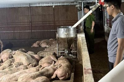 Ngăn chặn 102 con lợn nhiễm bệnh tai xanh đang đưa về Hà Nội tiêu thụ