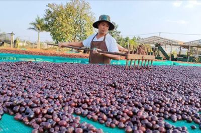 Xuất khẩu cà phê cả nước đạt 6,6 tỷ USD trong 9 tháng năm 2026