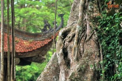 Lam Kinh – nơi ranh giới giữa lịch sử và huyền thoại trở nên mong manh