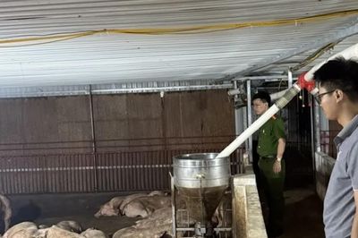 Phú Thọ phát hiện 102 con lợn nhiễm virus tai xanh trên đường tiêu thụ