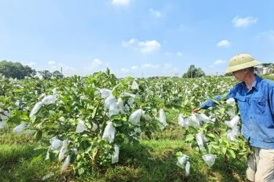 Ổi lê Đài Loan mở ra hướng phát triển kinh tế cho nhiều hộ gia đình Quảng Ninh