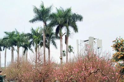 Chính phủ chốt phương án nghỉ 7 ngày dịp Tết Nguyên đán 2027