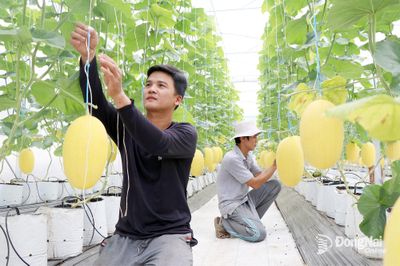 Khi người trẻ làm nông nghiệp sạch