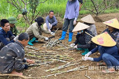 Bằng Mạc: Hơn 110 người được đào tạo nghề