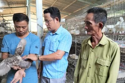 Hướng đi mới từ mô hình nuôi chim bồ câu Pháp ở xã Bảo Hà