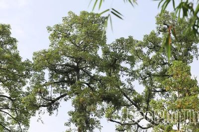 Cây “ăn bám” nhả... tiền