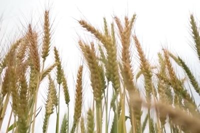 Giá lương thực thế giới cao nhất gần 4 năm