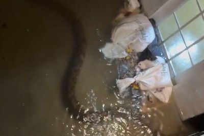 Trăn gấm dài 6 mét bất ngờ bò vào nhà dân trong trận ngập ở Bangkok