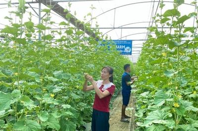 Hợp tác xã Trường Hà bứt phá với mô hình nông nghiệp thông minh