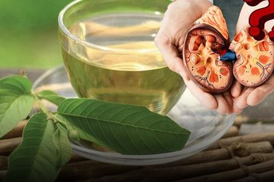 Uống nước lá ổi mỗi ngày có làm hỏng thận như lời đồn trên mạng?