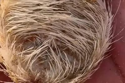 Hàng trăm con cầu gai cát dạt vào bờ biển Nha Trang