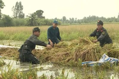 Nỗ lực cứu hơn 21.000ha lúa bị ngập do mưa lớn ở Cà Mau