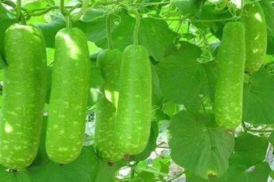 Đừng bỏ qua những lợi ích sức khỏe từ quả bầu