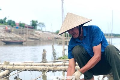 'Hái ra tiền' với nghề thả dây trên sông cho hàu bám