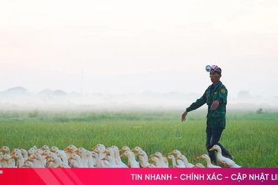 Vịt thả đồng - tận dụng 'lộc' sau mùa gặt ở Hà Tĩnh