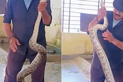 Bắt sống trăn khổng lồ dài 3 mét bò vào ký túc xá nữ