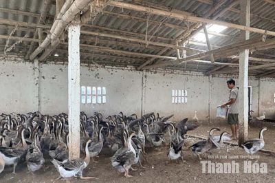Nga Sơn phát triển các mô hình sản xuất nông nghiệp