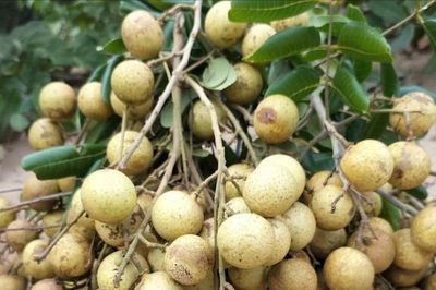 Mùa nhãn rừng trên triền cát