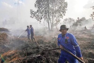 Phục hồi rừng - Không thể 'chỉ là lời nói suông'
