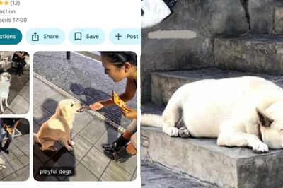 Địa điểm lạ trên Google Maps ở Bali: Không có hàng quán hay cảnh đẹp, chỉ dẫn du khách đến cho 3 chú chó hoang ăn