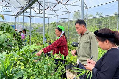Khi người dân trở thành mắt xích trong chuỗi giá trị dược liệu