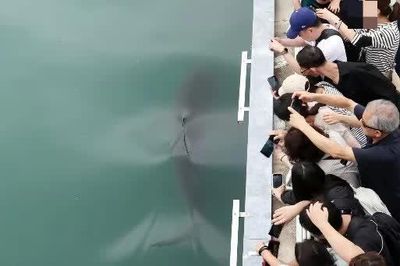 Gần 1 triệu người đã đến xem chú cá mập bị lạc đường
