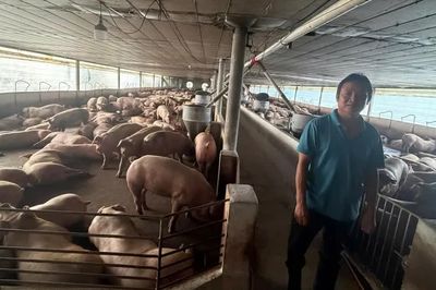 Hơn 10.000 tấn heo được vỗ béo bằng cấm, cho uống 'thuốc giải độc' đã ra thị trường