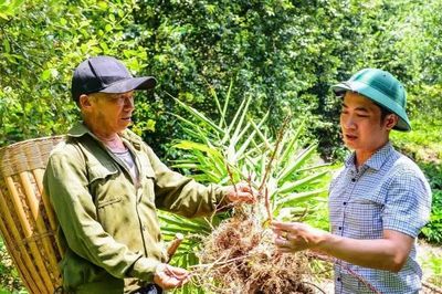 Cây táo mèo, sa nhân mở hướng thoát nghèo cho người Mông ở Pù Nhi