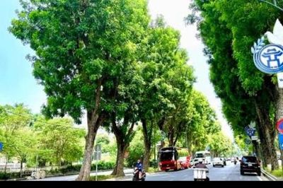 Hà Nội thí điểm 'phủ xanh' trụ đường sắt trên cao, hầm chui và nhà chờ xe buýt
