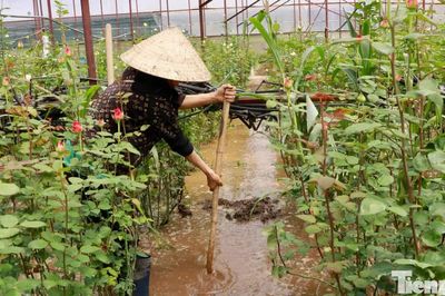 Cứu thủ phủ hoa hồng Đà Lạt