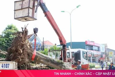 Thành Sen siết quản lý, ngăn ngừa xâm hại cây xanh đô thị