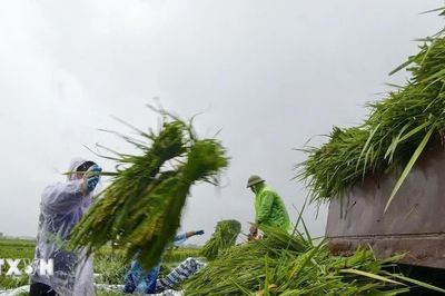 Đề nghị 5 tỉnh thành chủ động ứng phó với mưa lớn, lũ quét và sạt lở đất