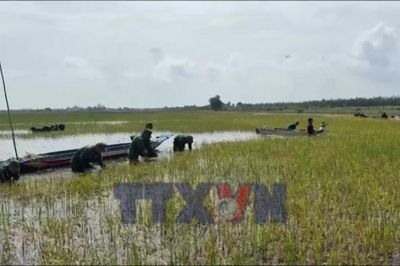 Thu hoạch lúa giúp người dân giảm thiểu thiệt hại do mưa lũ