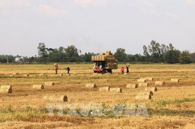 Rơm rạ Đồng Tháp: Từ phụ phẩm đến nguồn thu